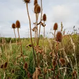 Strooiveld Borne 't Dreteler 